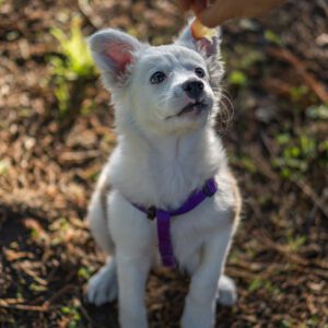 Valpkurs i växjö - Ge din hund den bästa starten på er relation