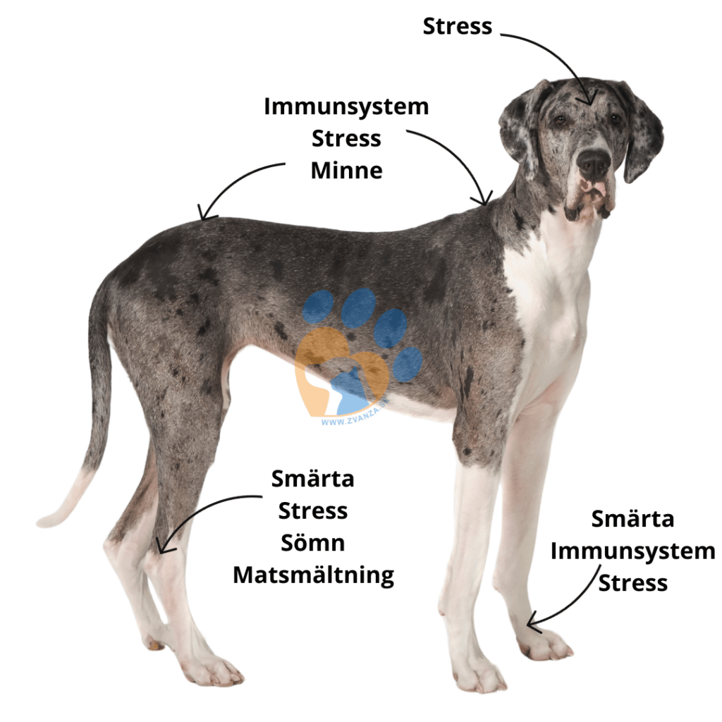Akupressurpunkter på djur - lär dig att ge akupressur på ditt djur. En guide för djurägare som är intresserade av naturterapi för djur