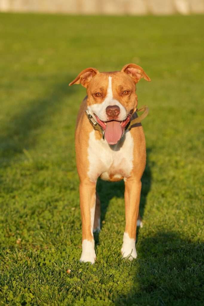 Håll ditt husdjur svalt under varma dagar - skydda ditt djur från överhettning.