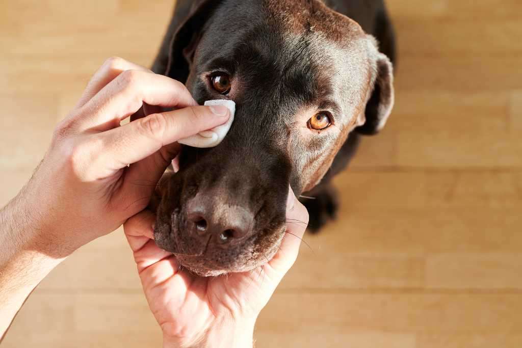 Instruktioner för hur du rengör din hund eller katts ögon från klet eller missfärgningar