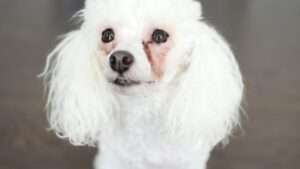 Röda missfärgningar runt ögonen på hund och katt