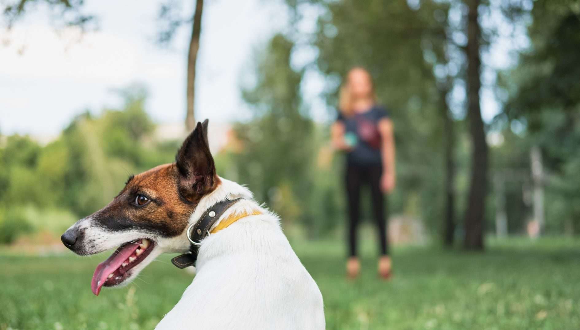 Vardagslydnad för unghundar