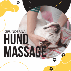 Grunderna i Hundmassage