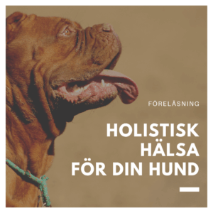 Holistisk Hälsa för Din Hund