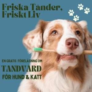 Friska tänder, friskt liv - Gratis Föreläsning om Tandvård för Hund & Katt
