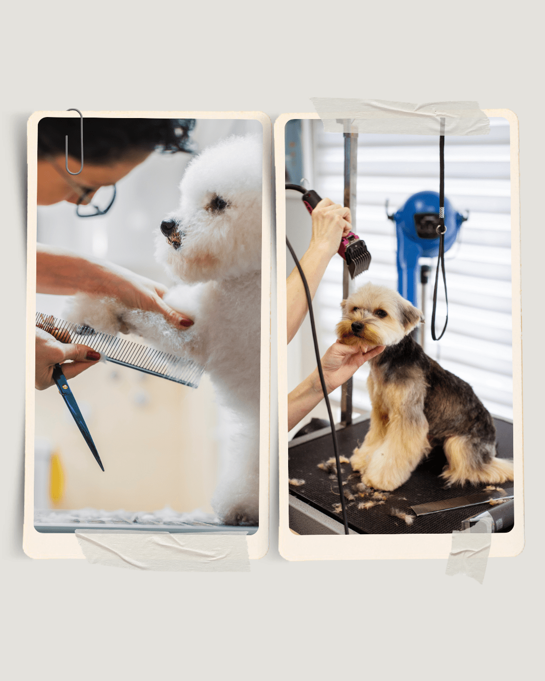 Elevbehandlingar - Lyxigt hundspa till elevpriser