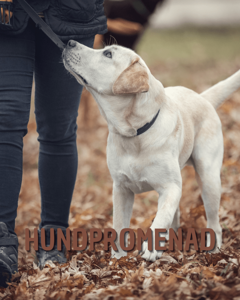Hundpromenad med Zvanza i Alvesta