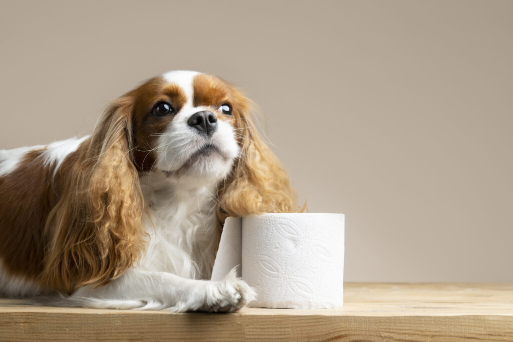 Så stärker du hundens mage naturligt – en frisk mage är grunden till en frisk hund