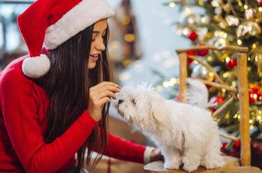 Holistisk djurvård under julperioden