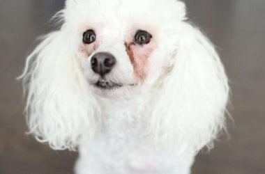 Röda missfärgningar runt ögonen på hund och katt