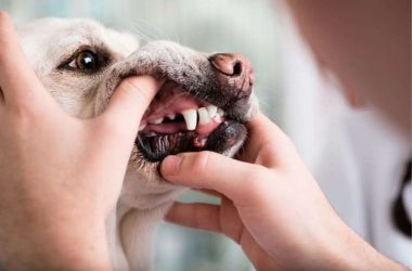 Så vänjer du din hund vid tandbehandling med cleany teeth