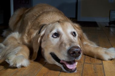 Är min hund stressad