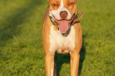 Håll ditt husdjur svalt under varma dagar - skydda ditt djur från överhettning.