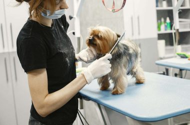 Gör hundfrisörbesöket till en positiv upplevelse – Din guide till en stressfri klippning och hanteringsträning
